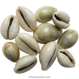 KAURI (pack of 7)